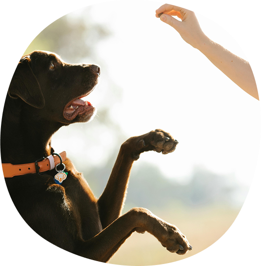 Photo d'un chien pendant un cours d'obéissance