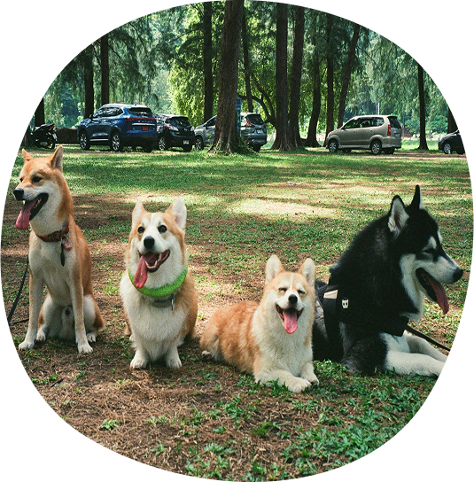 Photo d'un groupe de chiens