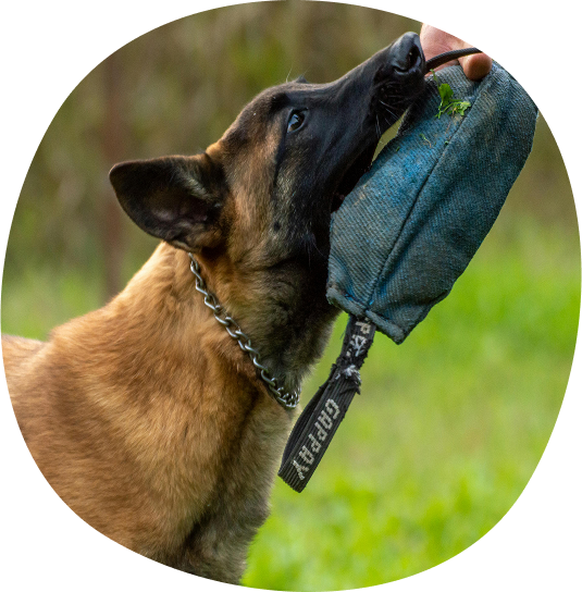 Photo d'un chien en action